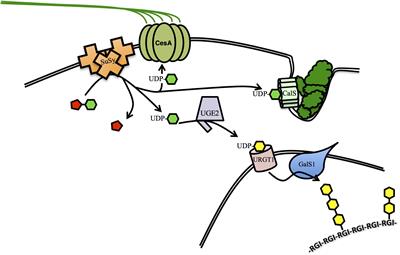 Engineering of Bioenergy Crops: Dominant Genetic Approaches to Improve Polysaccharide Properties and Composition in Biomass